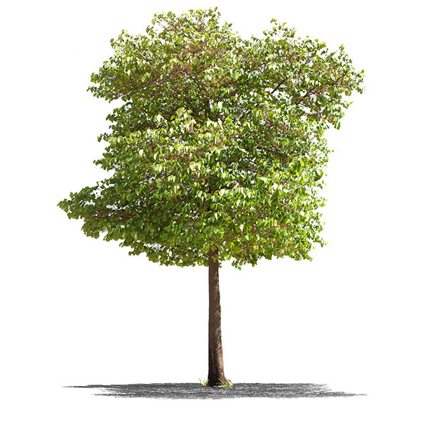 Hickory