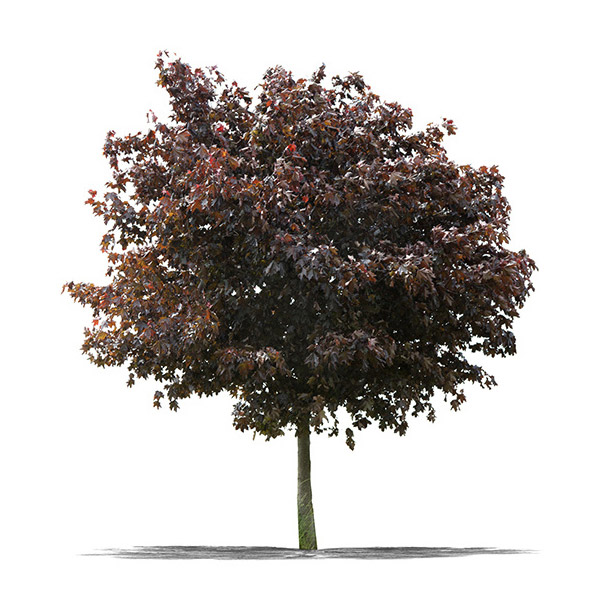 Maple