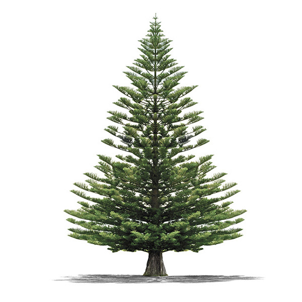 Pine