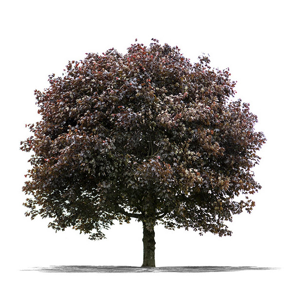 Red Oak
