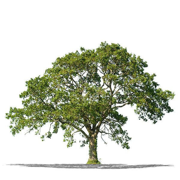 Walnut